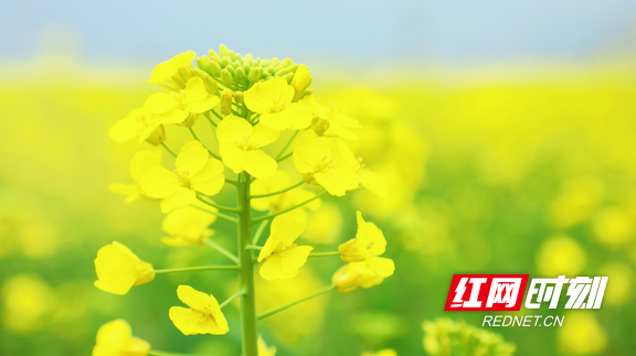 湖南衡東：千畝油菜花海迎春盛放