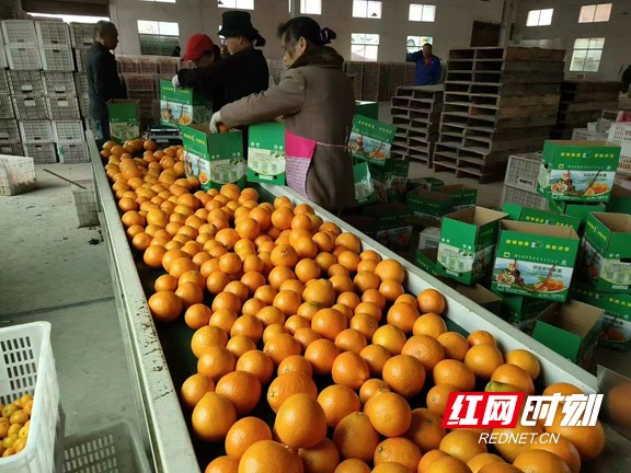 加快步伐“走出去”湖南益陽農産品打開外貿新渠道