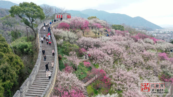 臨海：古城墻邊梅花綻放春意濃_fororder_1675838700241_63e344ec159bb80b9958b81e
