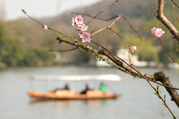 初放即美！西湖蘇堤的第一枝桃花開了_fororder_1678018586036_6404881afebc270001acacec