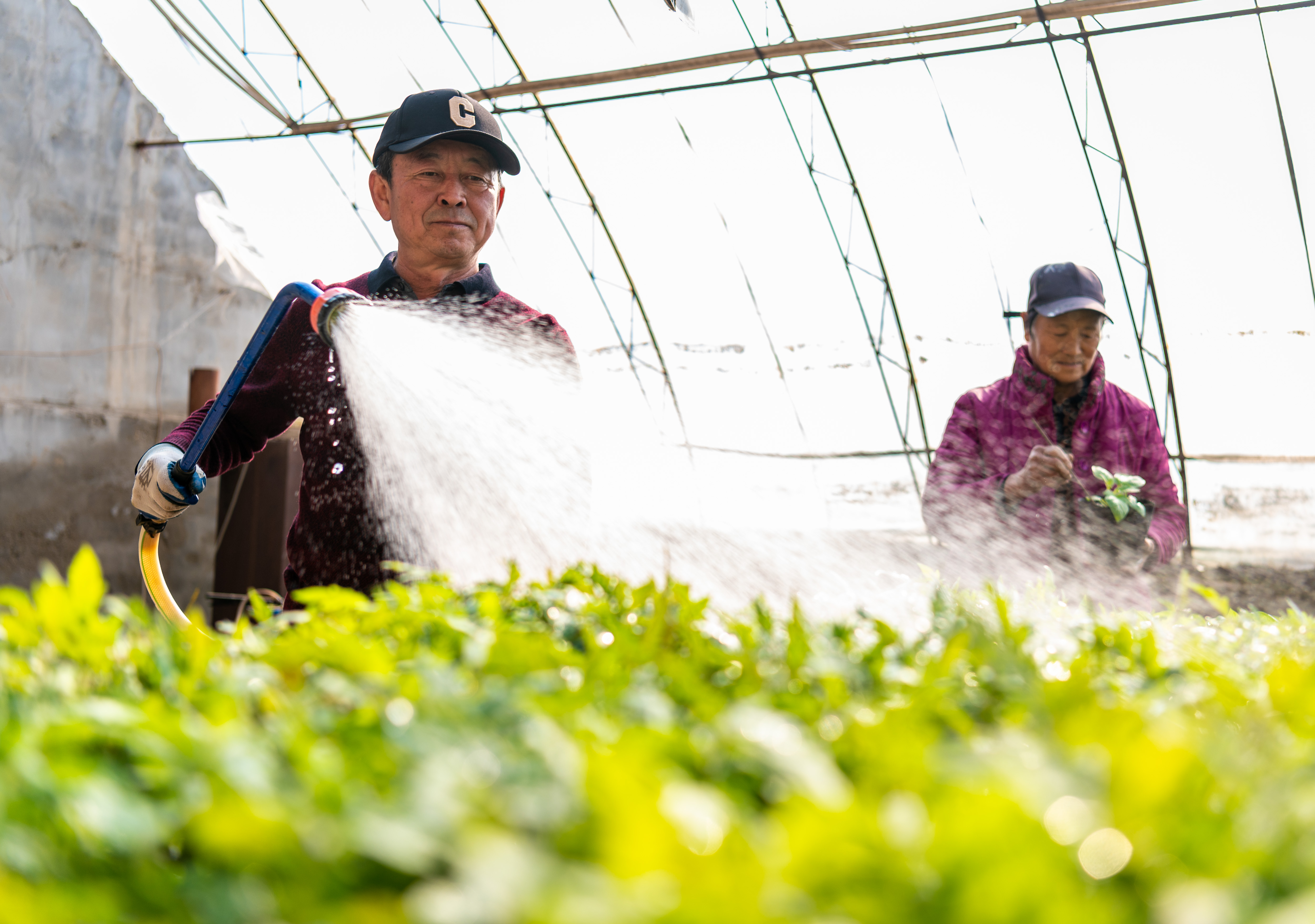 呼和浩特：科技育種助春耕_fororder_9——2023年2月15日，在內蒙古農牧業科學院蔬菜花卉研究所（玉泉區專家人才工作站）的育種試驗基地，工人在為番茄種苗澆水。20230215-DSC_6846