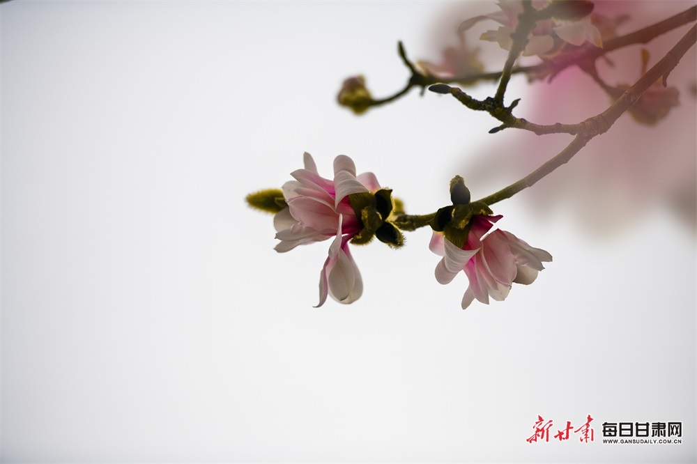 慶陽：一樹粉黛報春歸 西峰的玉蘭花開啦_fororder_3