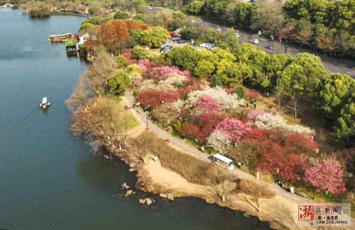 蕭山：湘湖梅花綻放_fororder_1676588705275_63eeb6a1159bb80b9959a7ca