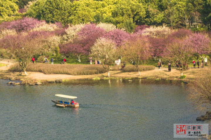 蕭山：湘湖梅花綻放_fororder_1676588705261_63eeb6a1159bb80b9959a7c9
