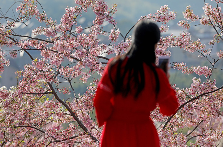 杭州櫻花園進入盛花期 萬株櫻花絢爛綻放_fororder_1678717488239_640f3230febc270001ae88c6