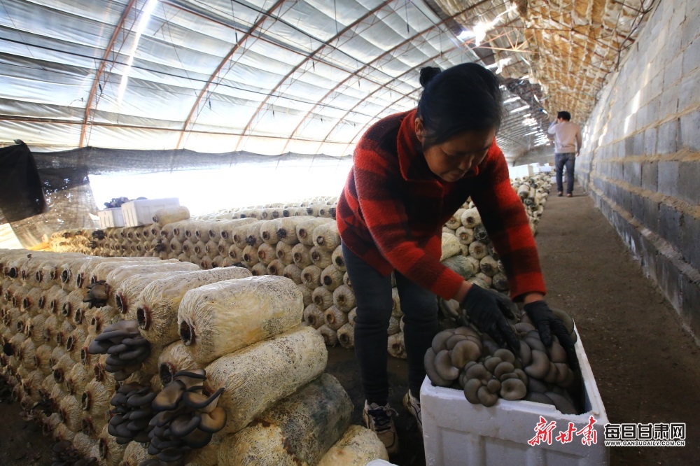 食用菌成嘉峪關農民增收新路徑_fororder_3