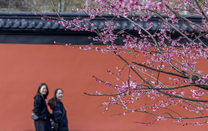 杭州：打卡錢王陵園紅墻梅花_fororder_1677062805687_63f5f2956a6a3f00016153b8