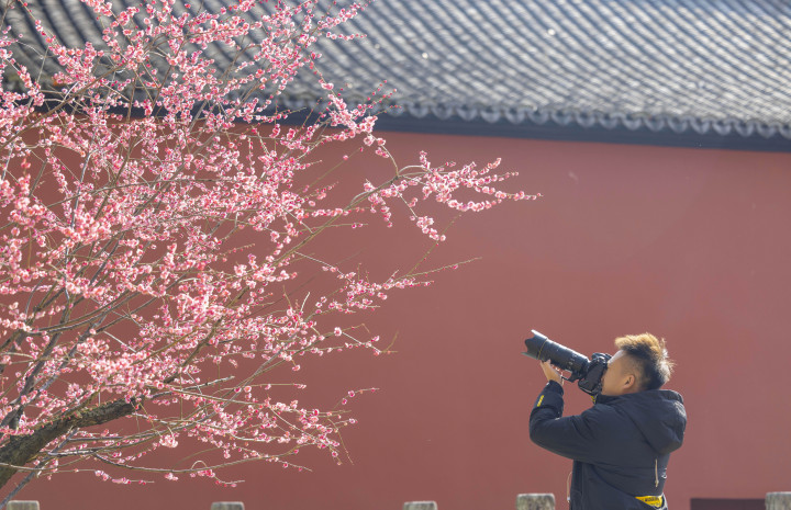 杭州：打卡錢王陵園紅墻梅花_fororder_1677062803724_63f5f2936a6a3f00016153b4