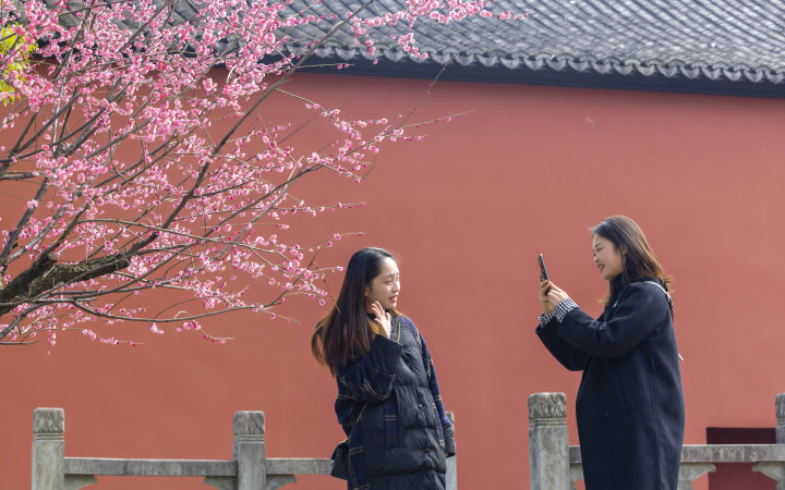 杭州：打卡錢王陵園紅墻梅花_fororder_1677062804700_63f5f2946a6a3f00016153b6