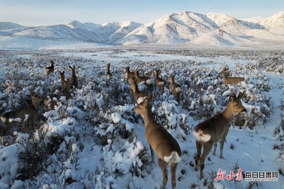 【輪播圖】武威天祝草原成群狍鹿雪地悠閒“散步”_fororder_1