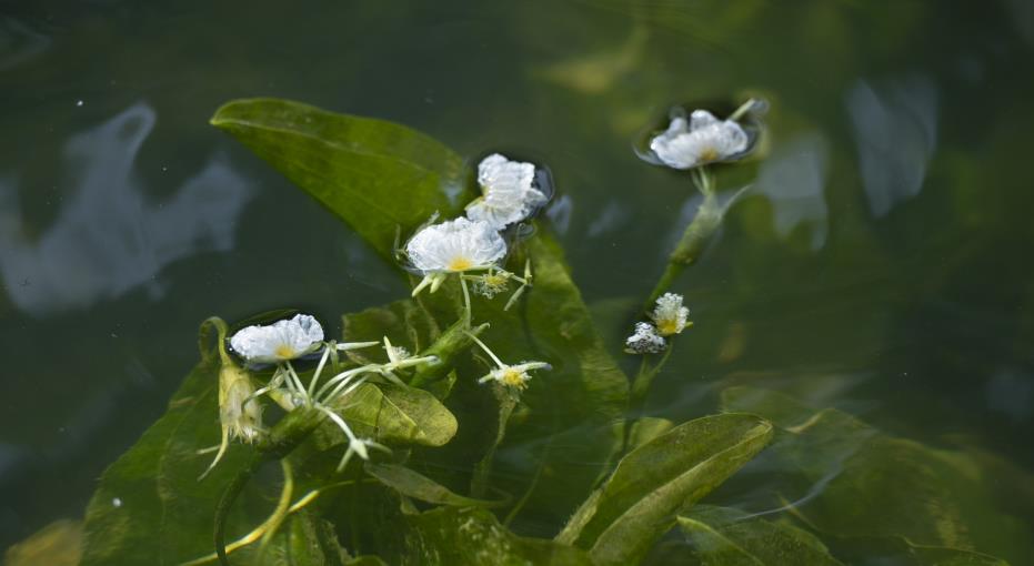 滇池中的海菜花又回來了_fororder_1