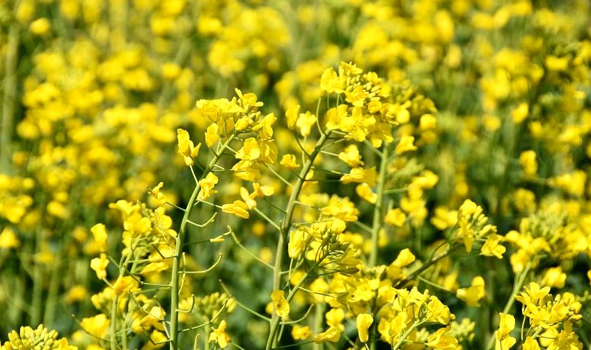 雲南牟定：萬畝油菜花競相開放美不勝收_fororder_3