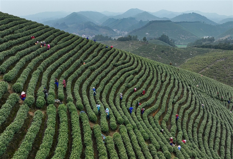一千多萬公斤茶葉從哪來？探訪湖州不一樣的“新茶經”_fororder_微信圖片_20230327221752
