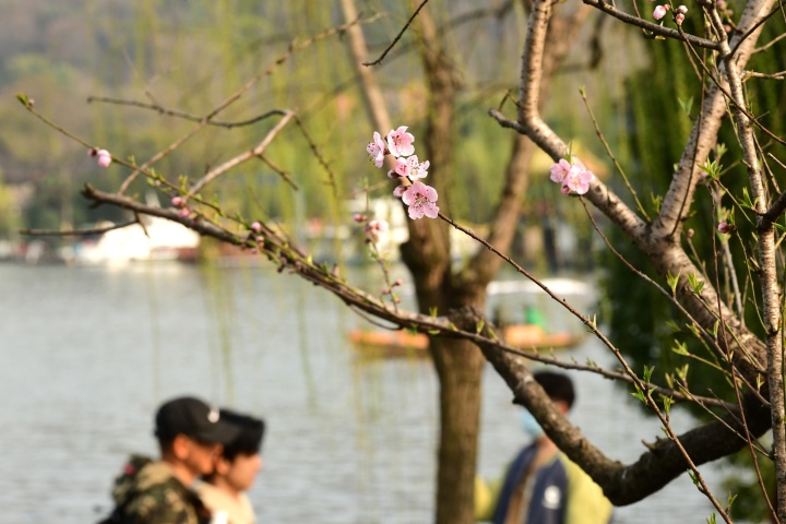 初放即美！西湖蘇堤的第一枝桃花開了_fororder_1678018586819_6404881afebc270001acacf0