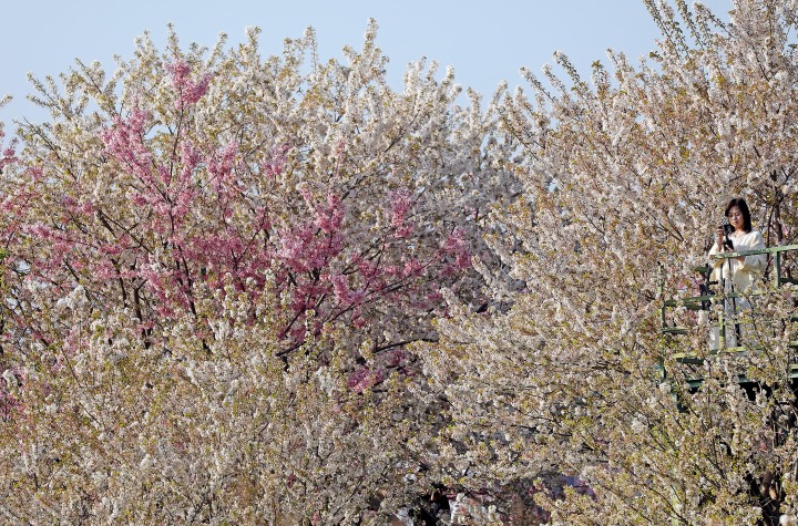 杭州櫻花園進入盛花期 萬株櫻花絢爛綻放_fororder_1678717494567_640f3236febc270001ae88d4