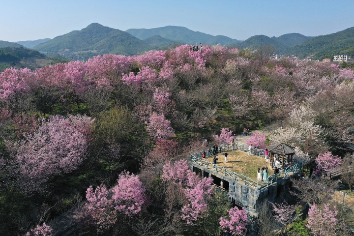 杭州櫻花園進入盛花期 萬株櫻花絢爛綻放_fororder_1678717493786_640f3235febc270001ae88d2