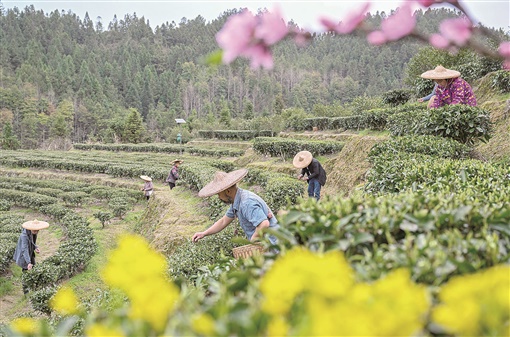 湖南資興：春茶開採_fororder_1