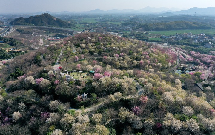 杭州櫻花園進入盛花期 萬株櫻花絢爛綻放_fororder_1678717496231_640f3238febc270001ae88d8