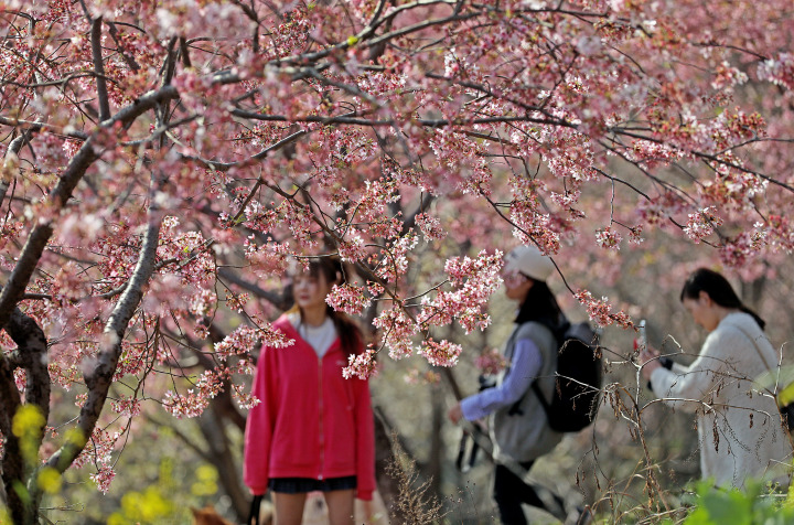 杭州櫻花園進入盛花期 萬株櫻花絢爛綻放_fororder_1678717495520_640f3237febc270001ae88d6