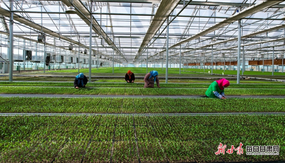 【轉載】【鄉村振興專題】定西渭源高原夏菜繪就現代農業新畫卷_fororder_2