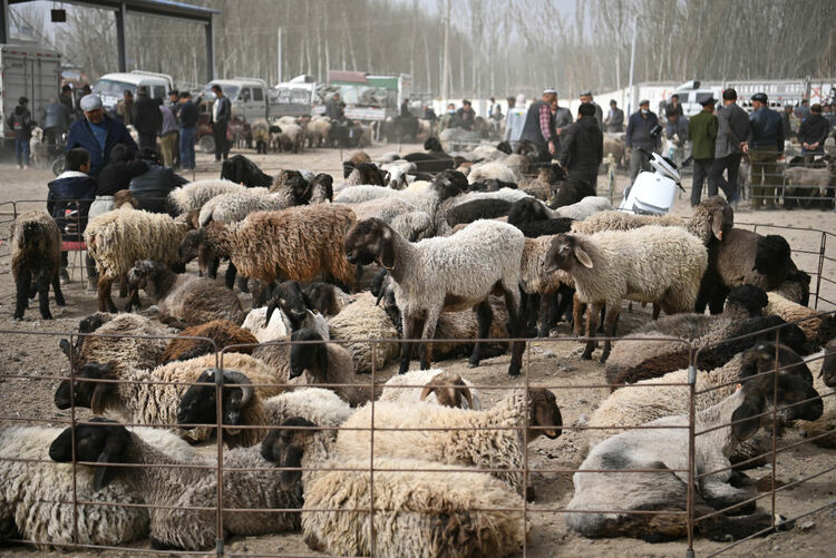 強信心·開新局|新疆莎車：牛羊巴扎裏的鄉村振興新圖景