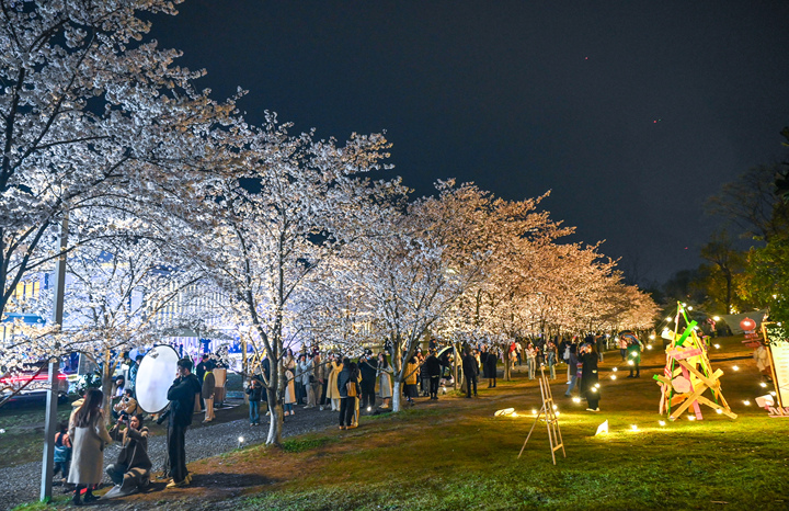 夜櫻繽紛！來杭州良渚“大屋頂”體驗春日浪漫_fororder_1679307269281_64183205e176cc0001ce8dbc