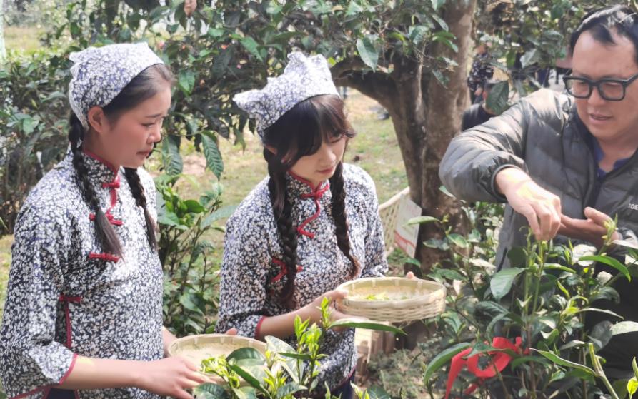 保山昌寧：春茶待採，掬一縷春風入喉_fororder_1