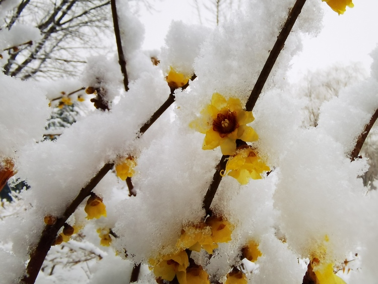 Donghuan-Park in Shijiazhuang bietet eine malerische Schneelandschaft_fororder_圖片21