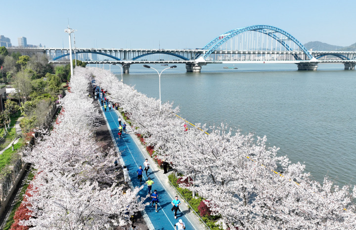 杭州浪漫“櫻花跑”開跑 一路奔向“大蓮花”_fororder_1679803119420_641fc2effc222e00010d7e01