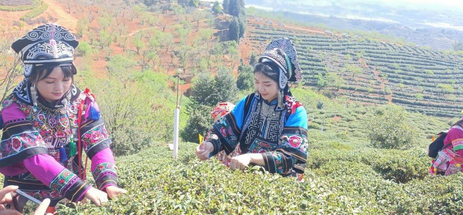昆明宜良舉辦寶洪茶祭茶節_fororder_3