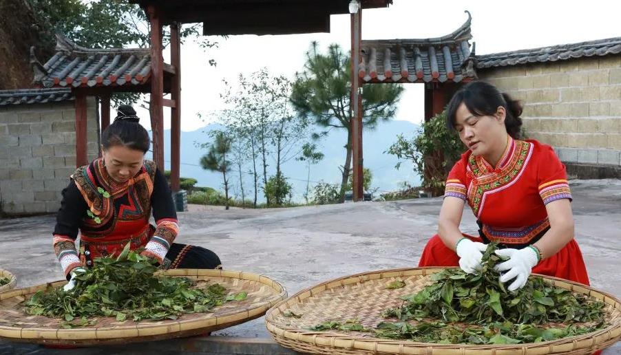 普洱鎮沅：太和甜茶_fororder_3