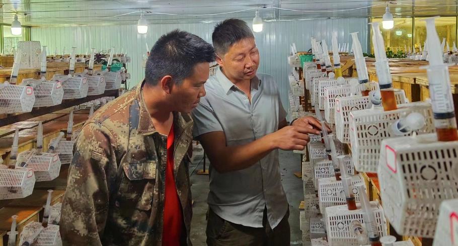 臨滄鎮康：傈僳族群眾的“蜂”狂致富路_fororder_1