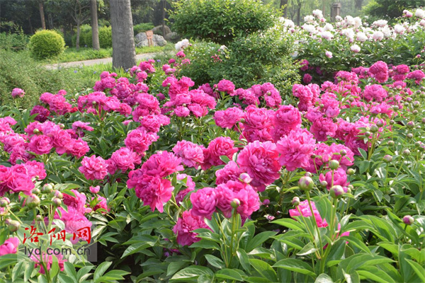 The Sui and Tang Ruins Botanical Garden Resumes the Free Admission Policy_fororder_圖片1
