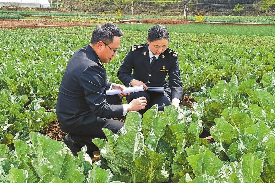 今年一季度雲菜出口量同比增長26.8%_fororder_4345