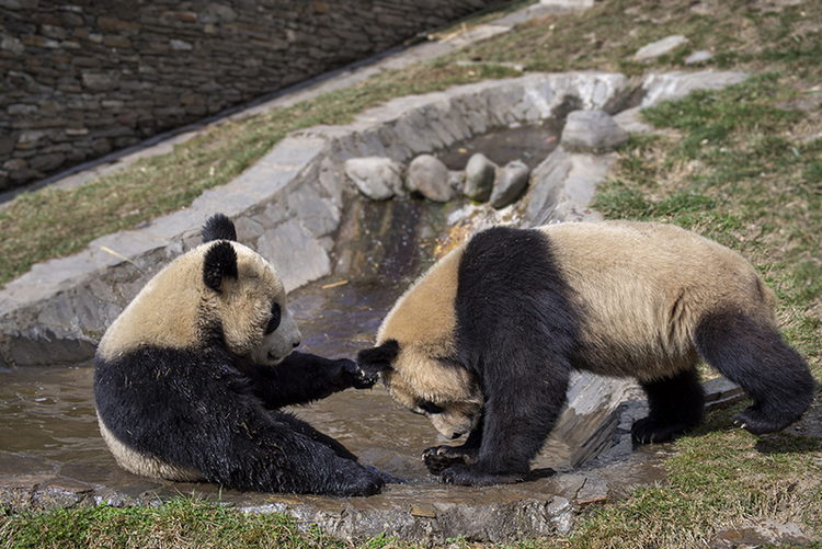 Pandas having fun with each other_fororder_圖片6