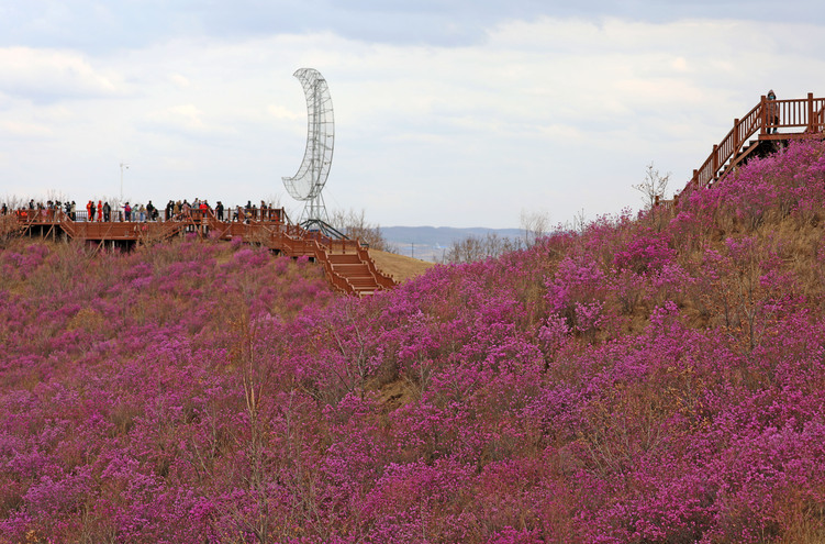 扎蘭屯：山花爛漫正當遊_fororder_微信圖片_20230429195541