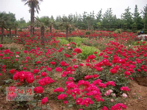 The Sui and Tang Ruins Botanical Garden Resumes the Free Admission Policy_fororder_圖片2