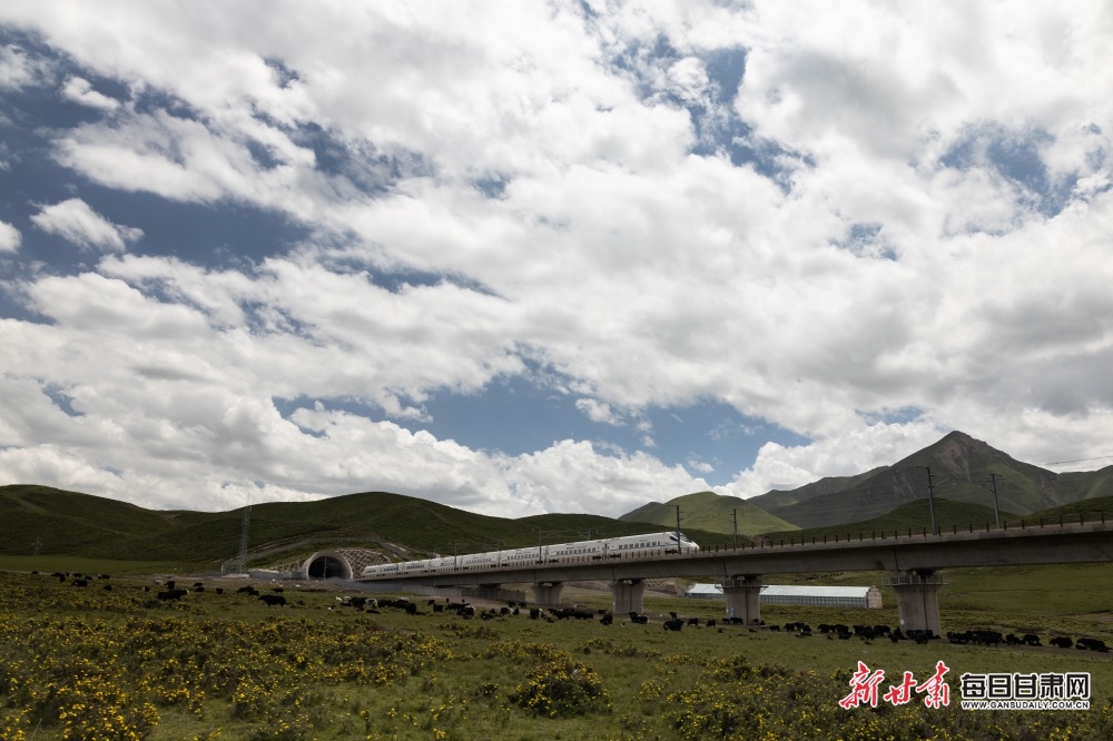 張掖：高溫來襲 在山丹馬場盡享22℃的夏天_fororder_4