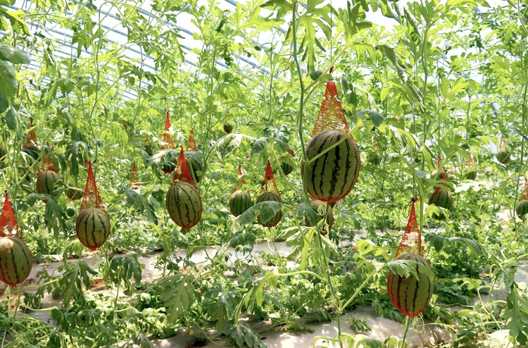 準格爾旗：集體産業“多點開花” 鄉村振興“喜結碩果”