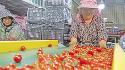 中寧縣多元聯動助村集體經濟“多點開花”