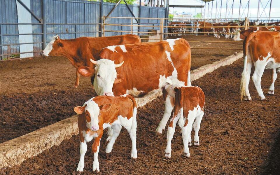 普洱西盟：發揮四方優勢 壯大肉牛産業_fororder_d961