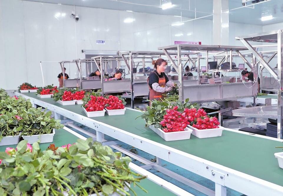楚雄州姚安縣做強做優花卉産業_fororder_76