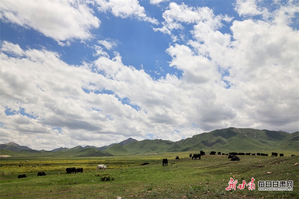 張掖：高溫來襲 在山丹馬場盡享22℃的夏天_fororder_3