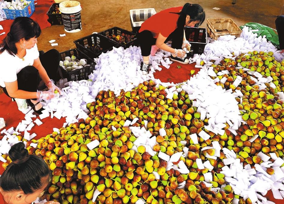 昆明東川：河谷熱區“土特産”實現産業化富民_fororder_f6