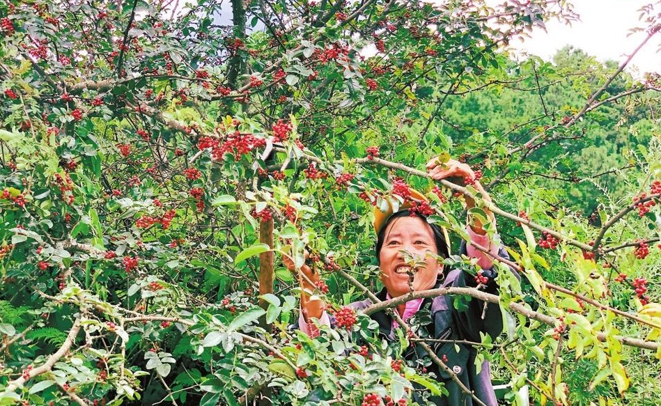 昆明祿勸：立足資源稟賦 培育特色産業