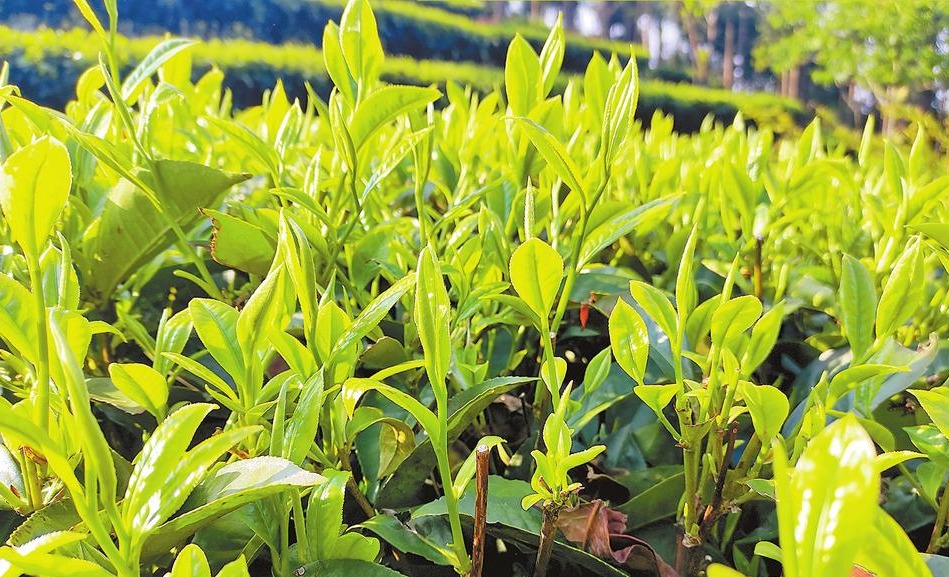 保山昌寧：山上採茶忙 山下制茶香_fororder_8d