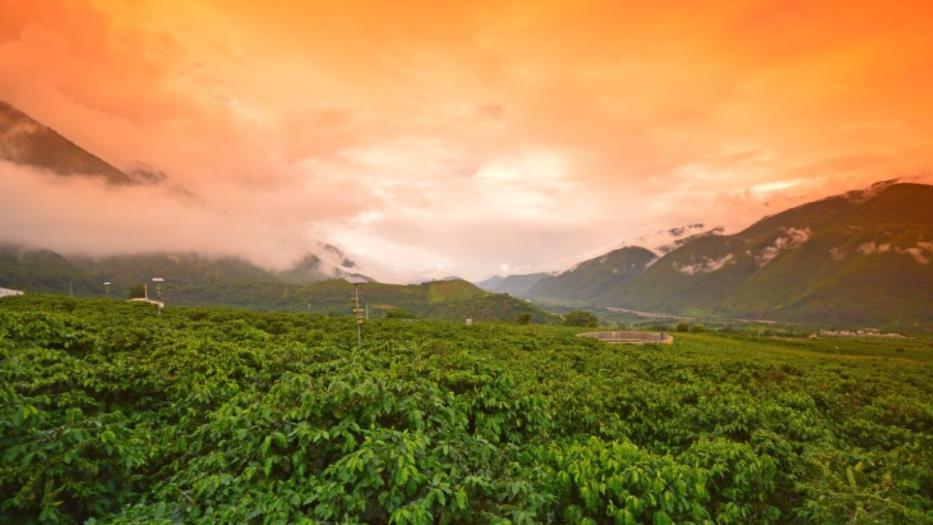 有一種叫雲南的生活 | 雲南保山：尋一抹咖香  盡享“咖”式生活_fororder_1