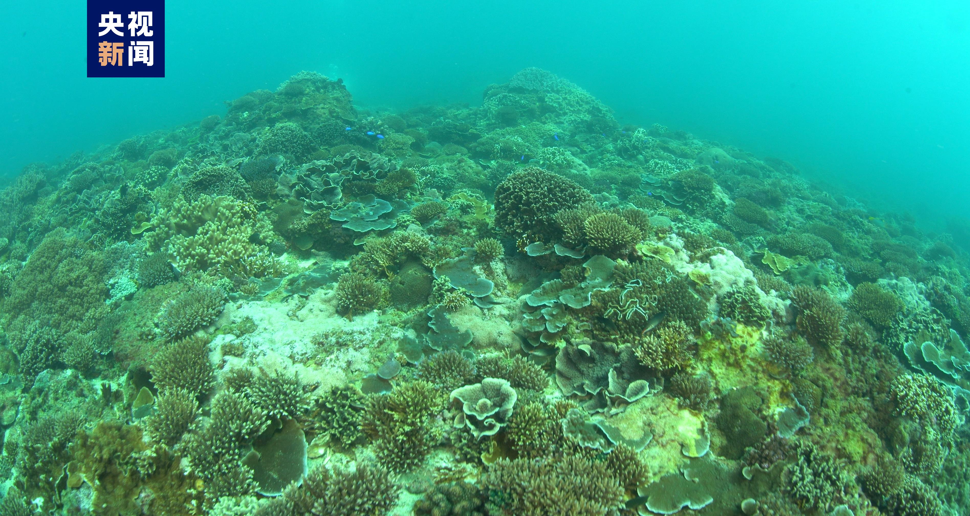 新發現、新記錄！海南三亞生物多樣性調查家底大揭秘_fororder_20230921005