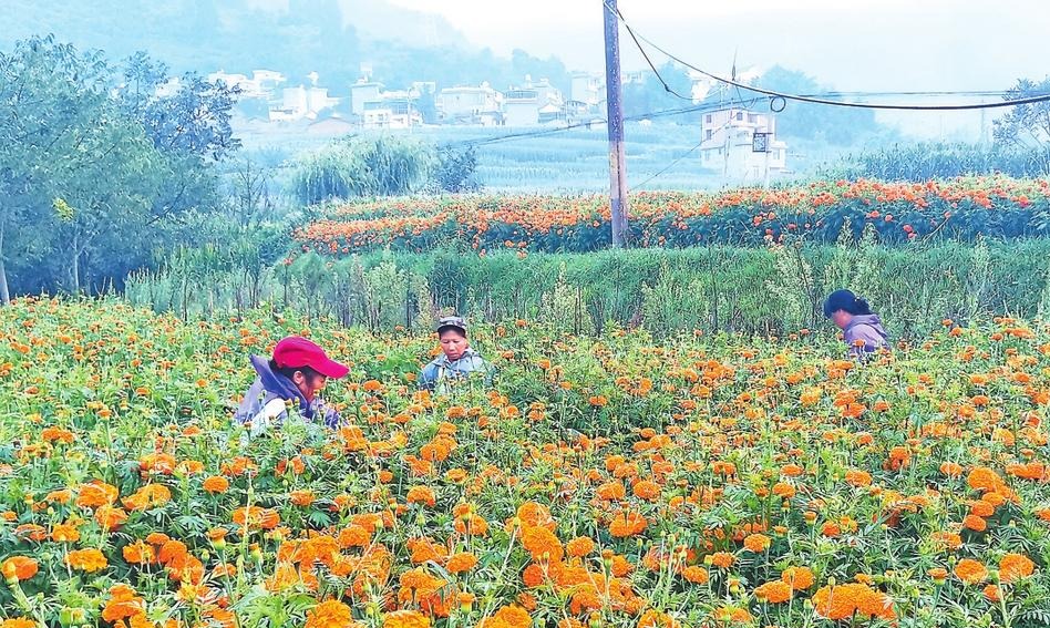 昆明祿勸：6000余畝萬壽菊喜獲豐收_fororder_b94