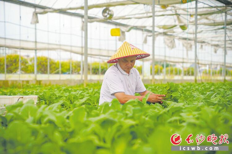 瓜果滿園糧滿倉_fororder_40753304973697ca355ec57d40e8542awatermark1650f40ca3bb6d